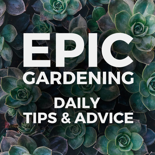 When Is The Best Time To Water Your Garden Epic Gardening Daily